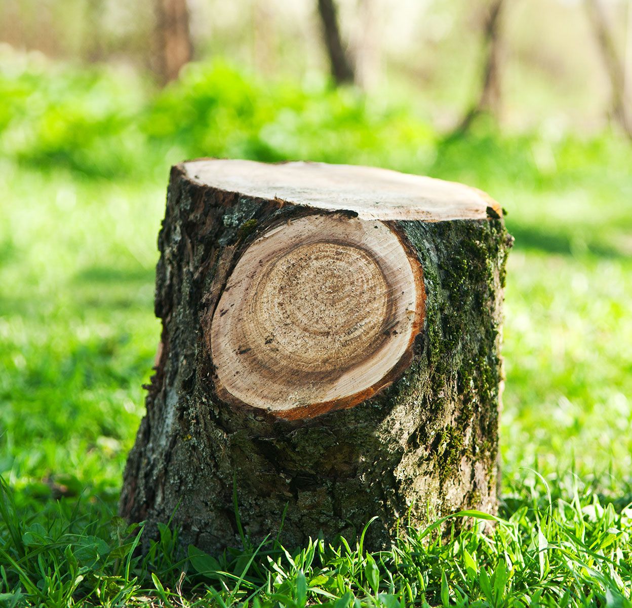 Baumstumpf, in der Erde verwurzelt